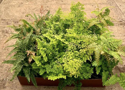 6" Fern Maidenhair Assortment  